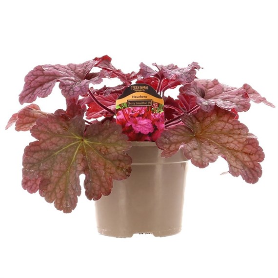 Heuchera Berry Smoothie 2 Litre Pot Bedding 