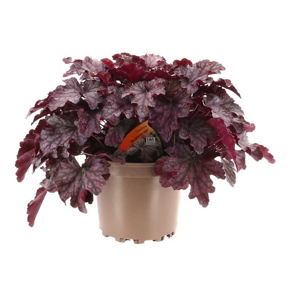 Heuchera Blackberry Jam 2L Pot Bedding