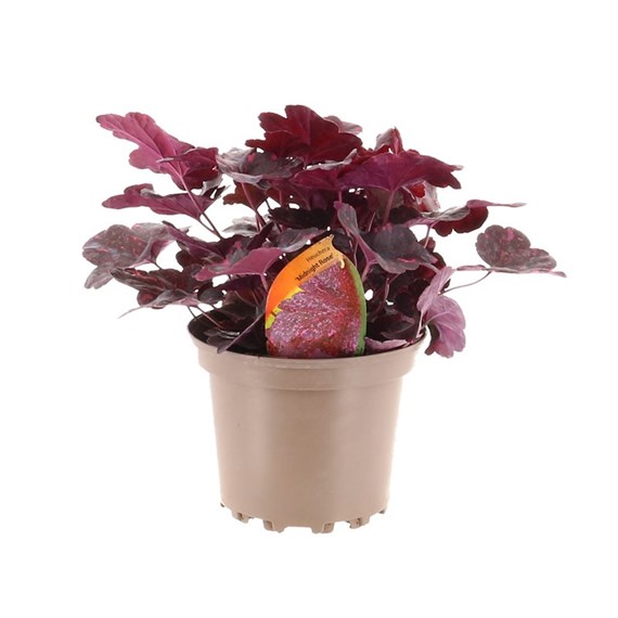 Heuchera Midnight Rose 2L Pot Bedding 