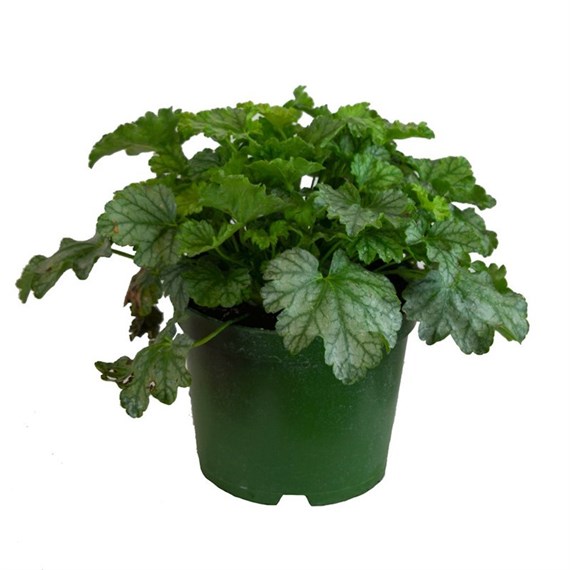 Heuchera Paris 2L Pot Bedding