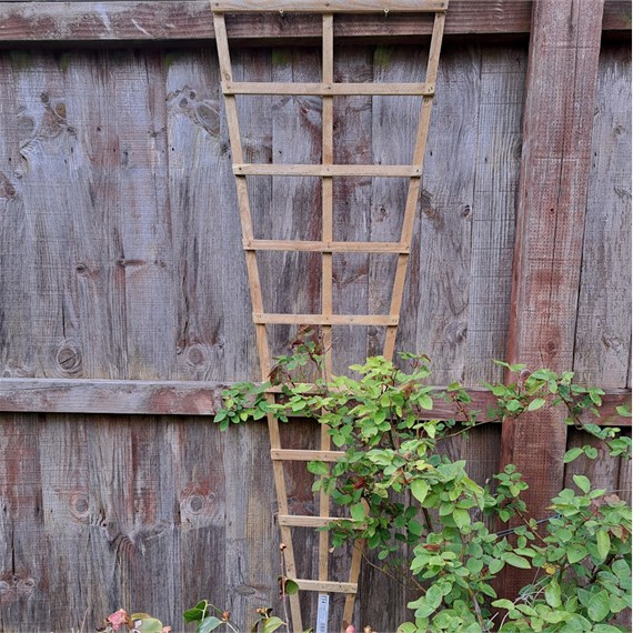 Honeysuckle 5ft x 1.5ft Natural Fan Trellis (1350)