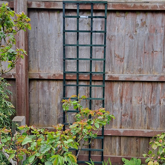 Honeysuckle 6ft x 1.5ft Green Square Trellis (0615)