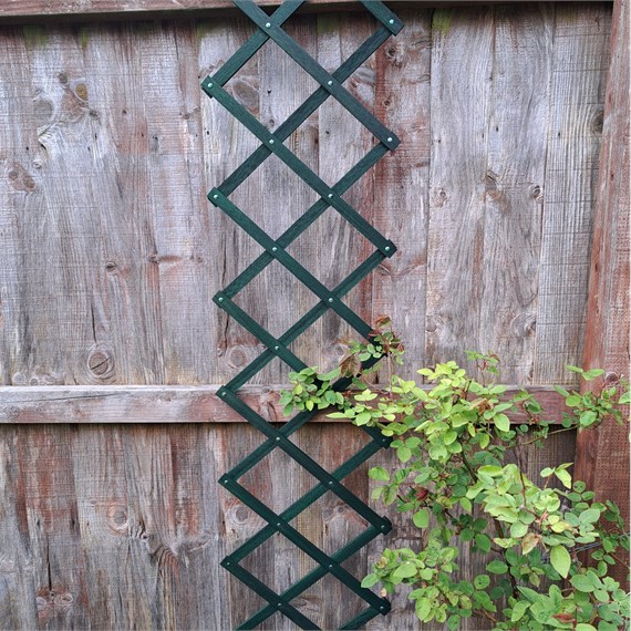 Honeysuckle 6ft x 1ft Green Riveted Trellis (7710)