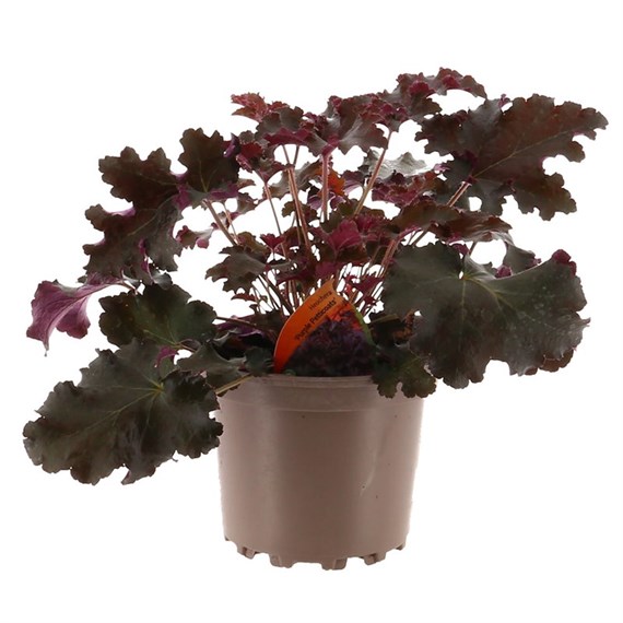 Heuchera Purple Petticoats 2L Pot Bedding