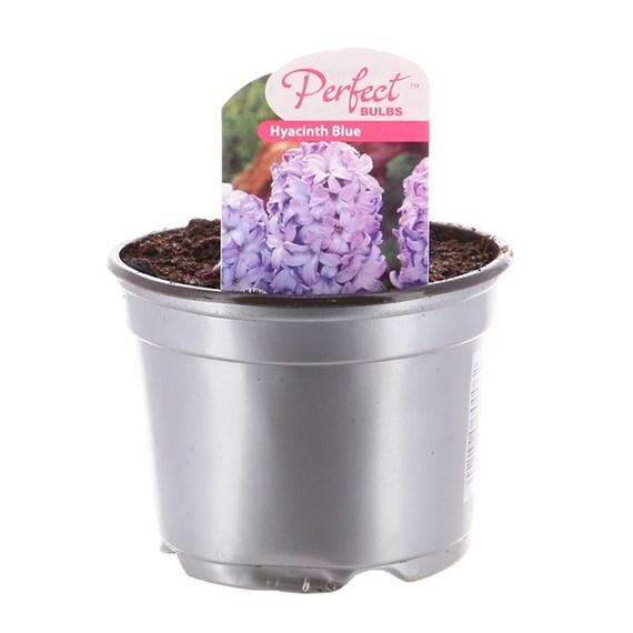 Hyacinth Blue Spring Bulbs 10.5cm Potted Bulbs Bedding