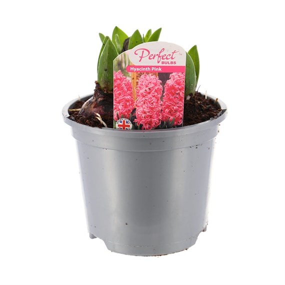 Hyacinth Pink Spring Bulbs 13cm Potted Bulbs Bedding