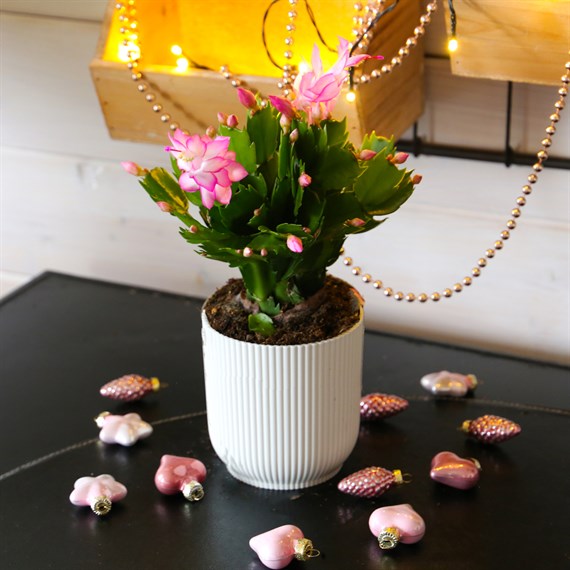 Christmas Cactus (Pink) Indoor Festive Houseplant - 12cm Pot