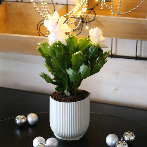 Christmas Cactus (White) Indoor Festive Houseplant - 12cm Pot