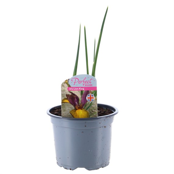 Iris Lion King Spring Bulbs 10.5cm Potted Bulbs Bedding