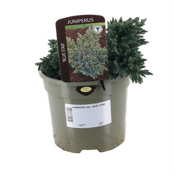 Juniperus Squamata ’Blue Star’ - 3L Pot