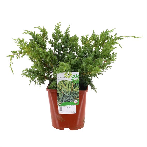 Juniperus squamata 'Blue Swede' - 4.5L Pot