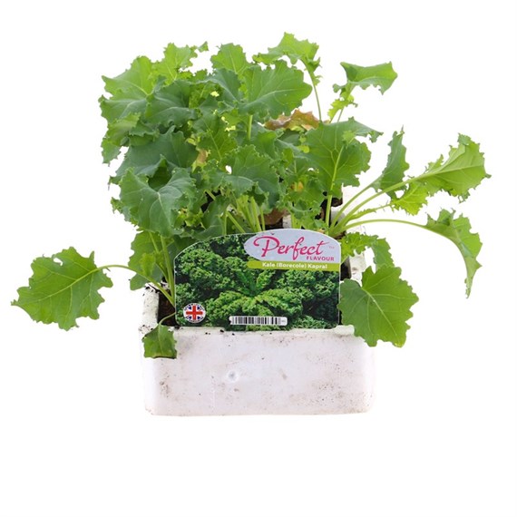 Kale Borecole 12 Pack Boxed Vegetables