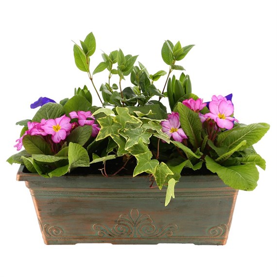 Laurel Seasonal Bedding Planted Green Window Box 15 inches - Spring