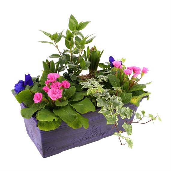 Laurel Seasonal Bedding Planted Purple Window Box 15 inches - Spring