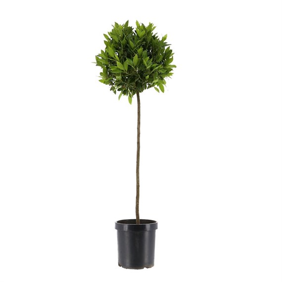 Laurus Nobilis Standard - Bay Tree - 20cm Pot