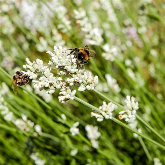 Lavandula ang Edelweiss Perennial Plant 9cm Pot - Set of 3