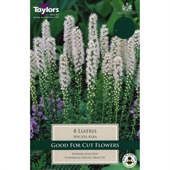 Taylors Bulbs Liatris Alba (White Blazing Star) (8 Pack) (TS755)