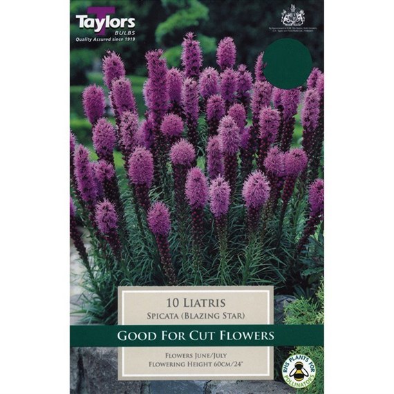 Taylors Bulbs Liatris Spicata (Blazing Star) (10 Pack) (TS757)