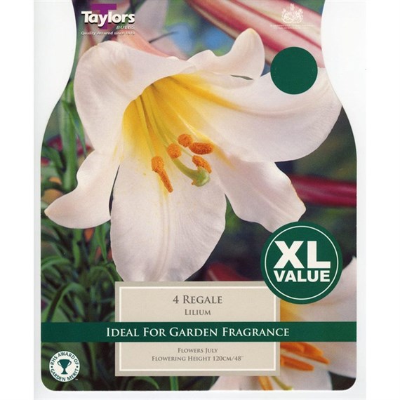 Taylors Bulbs Lilium Regale (3 Pack) (XL555)