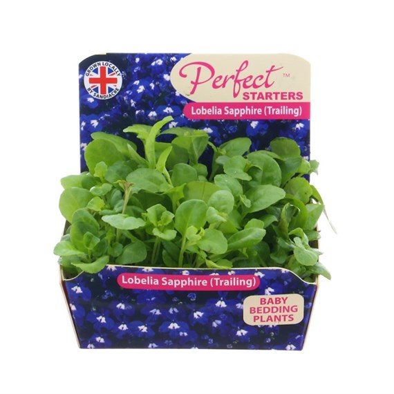 Lobelia Sapphire 20 Baby Bedding Cell Plug Plants