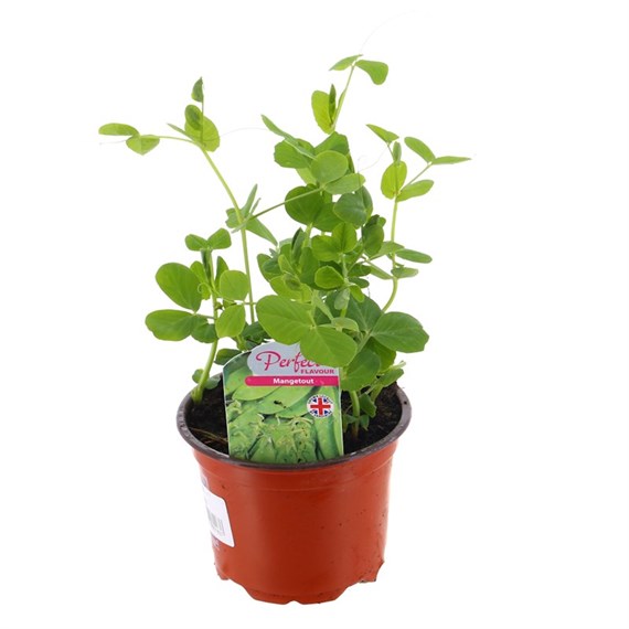 Peas Mange Toute Oregan Sugar 10.5cm vegetable Pot Bedding