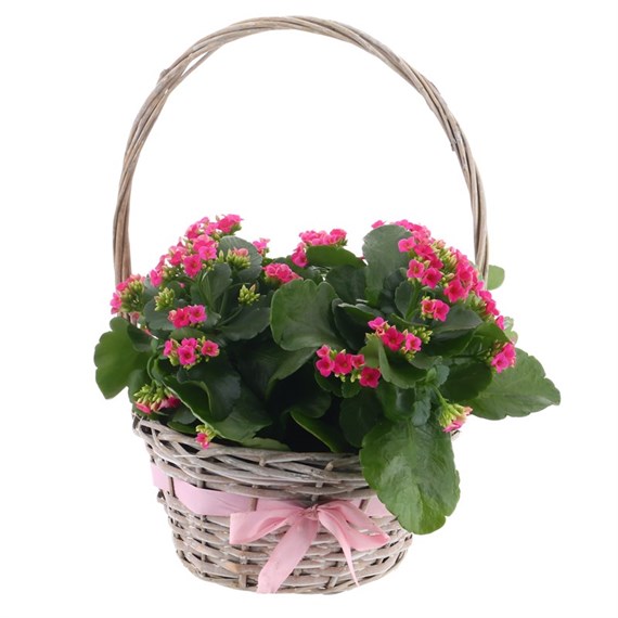 Mother's Day Houseplant Kalenchoe Basket Arrangement