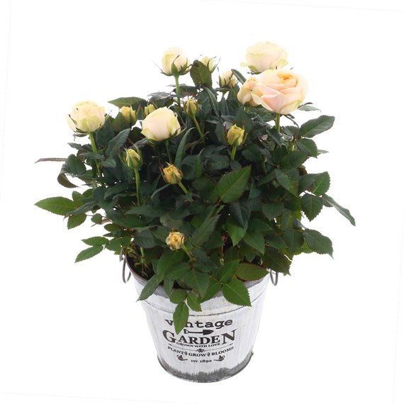 Mother's Day Vintage Houseplant Rose Pail Arrangement