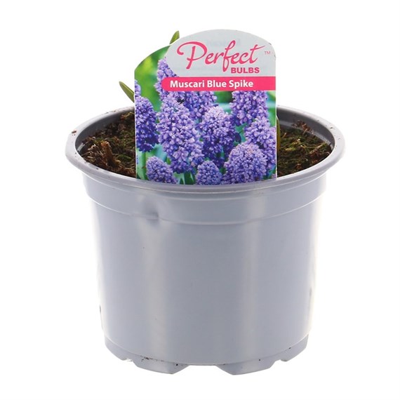 Muscari Hyacinth Blue Spike Spring Bulbs 10.5cm Potted Bulbs Bedding