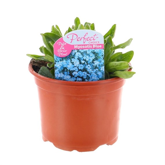 Myosotis Blue 10.5cm Pot Bedding