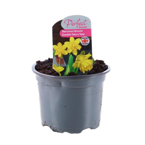 Narcissus Boucle Double Tete a Tete Spring Bulbs 10.5cm Potted Bulbs Bedding