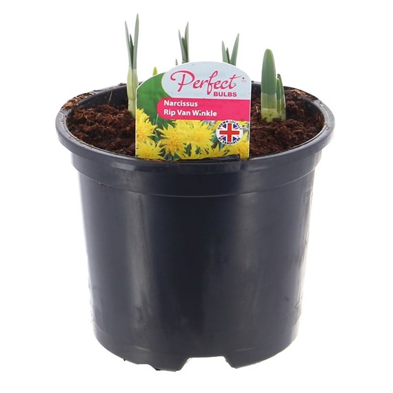 Narcissus Rip Van Winkle Spring Bulbs 13cm Potted Bulbs Bedding