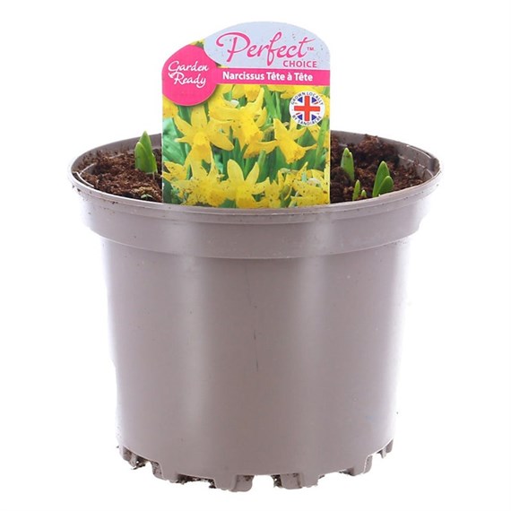 Narcissus Tete a Tete 2 Litre Potted Bulbs Bedding 