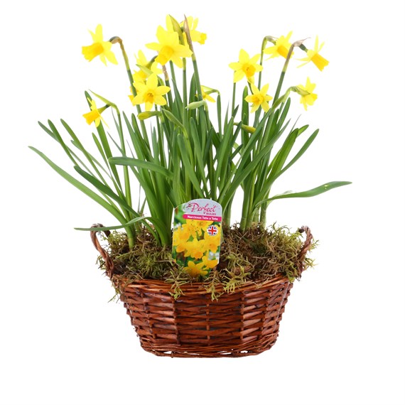 Narcissus Tete a Tete Small Wicker Bulb Basket