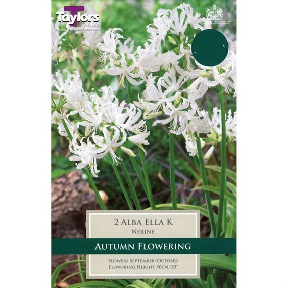 Taylors Bulbs Nerine Alba Ella K (1 Pack) (TS769)