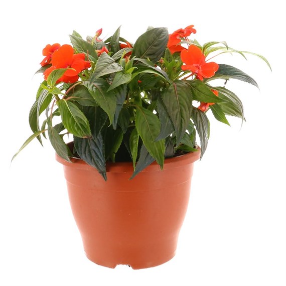 New Guinea Hybrid Orange 6.5L Pot Bedding 