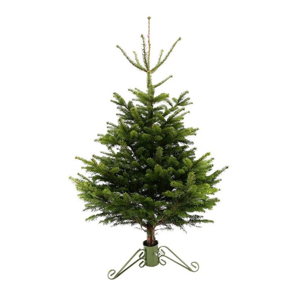 Nordmann Fir 6-7ft (175-200cm) Real Cut Christmas Tree