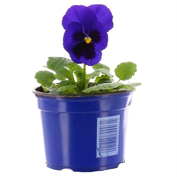 Pansy F1 Blue with Blotch 10.5cm Pot Bedding 