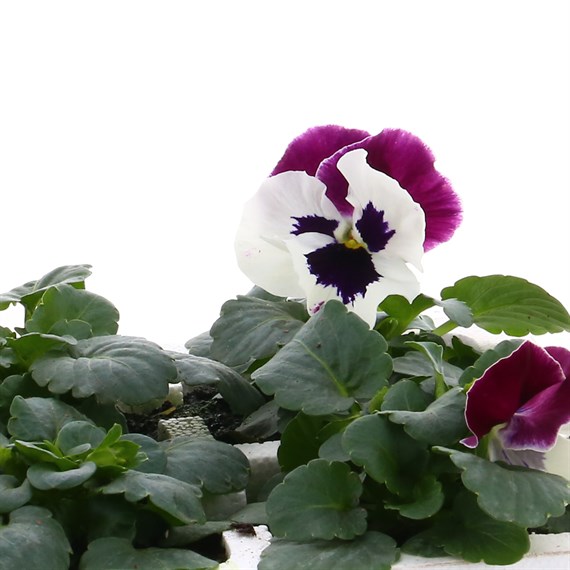 Pansy F1 Cassis Kinght 6 Pack Boxed Bedding