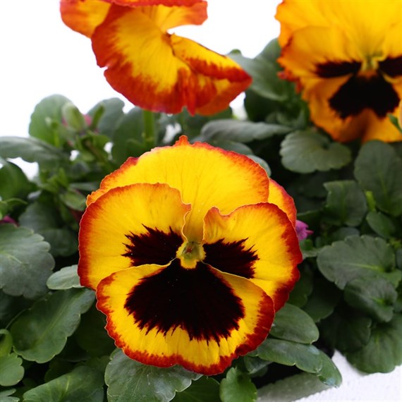 Pansy F1 Fire Surprise 6 Pack Boxed Bedding