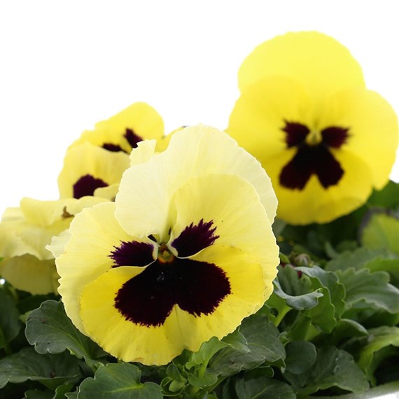 Pansy F1 Lemon Blotch 6 Pack Boxed Bedding