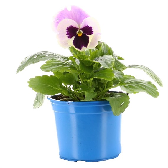 Pansy F1 Lilac Hybrid 10.5cm Pot Bedding 