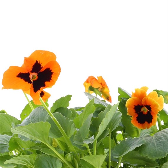 Pansy F1 Orange Blotch 6 Pack Boxed Bedding