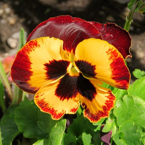 Pansy F1 Red Wing 6 Pack Boxed Bedding