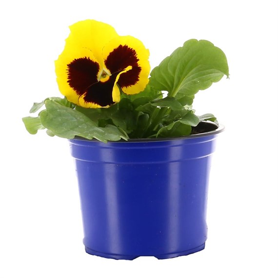 Pansy F1 Yellow Hybrid 10.5cm Pot Bedding 