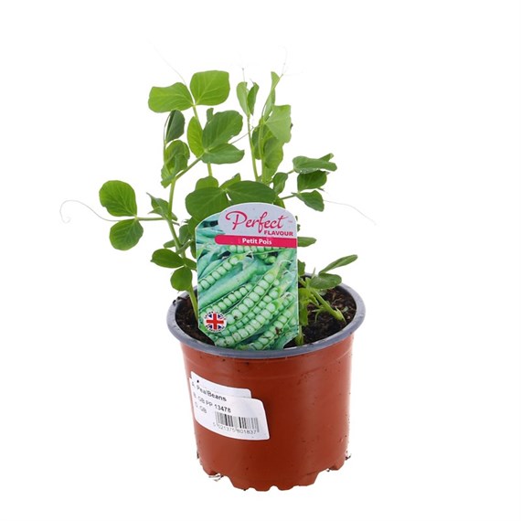 Peas Petite Pois Waverex 10.5cm Vegetables Pot Bedding