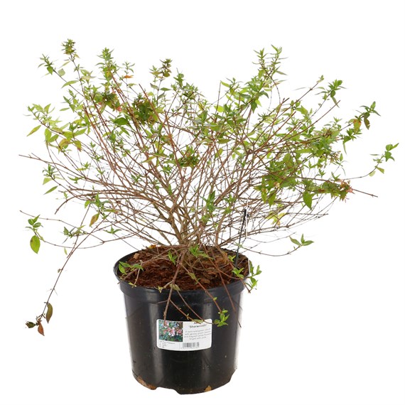 Abelia grandiflora 'Sherwoodii' - 7.5L Pot