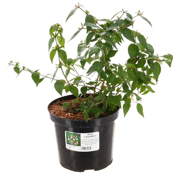 Abelia x grandiflora - 4L Pot