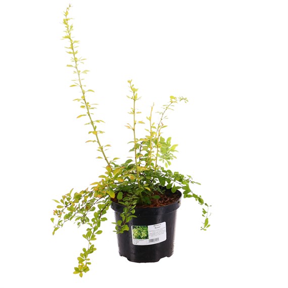 Berberis thunbergii 'Aurea' - 3L Pot