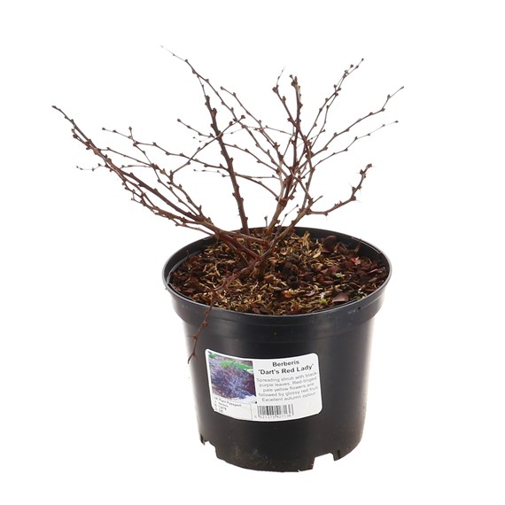 Berberis thunbergii 'Dart's Red Lady' - 3L Pot