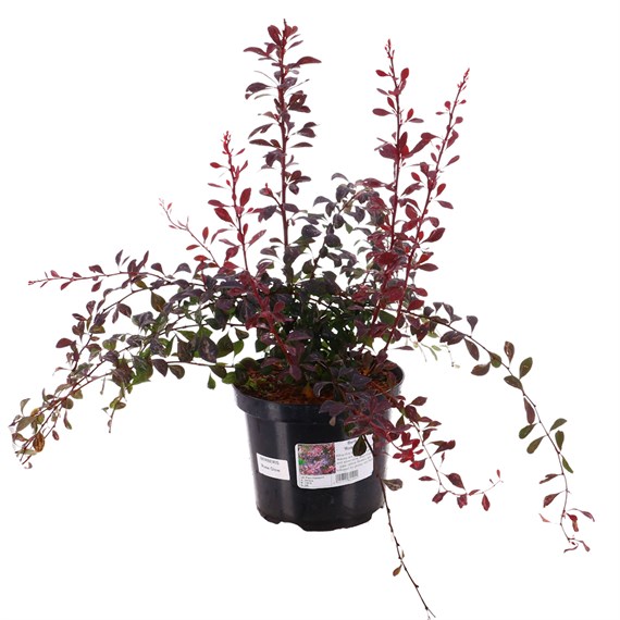 Berberis thunbergii 'Rose Glow' - 4L Pot